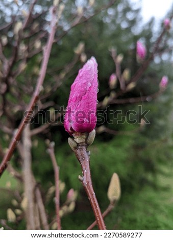 magnolia flower with drops of rain