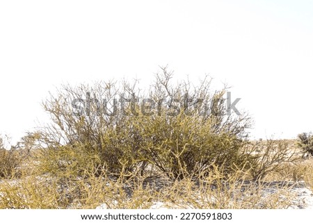 Shrub plant in Kgalagadi transfrontier park, South Africa Royalty-Free Stock Photo #2270591803