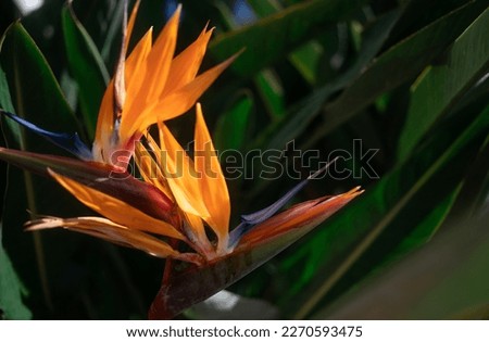 Mostly blurred orange flowers of Strelitzia closeup on green leaves background. Sunlit orange petals of bird of paradise plant. Summer nature wallpaper. Exotic tropical flower