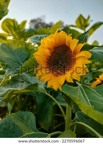 Sunflower is an annual flowering plant. Sunflower plants grow up to 3 m (9.8 ft) tall, with flowers up to 30 cm (12 in) in diameter. The flower looks a bit like the sun and is so named because it face