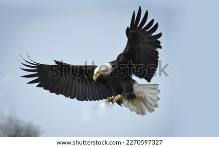 Selective image of american bald eagle swooping down against clear blue Alaska sky