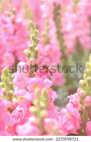 snapdragon flower and bee collecting pollen pale pink flowers when the sun is fading
