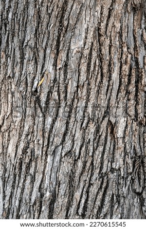 Texture of natural old bark, Close-up detail of nature plant
