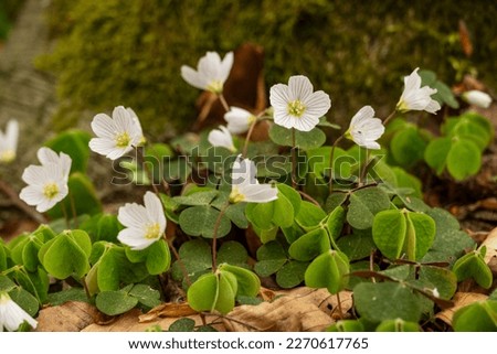 Blooming wood sorrel (Oxalis acetosella), growing underneath a tree in a forest. Due to its trifoliate leaves the plant is sometimes confused with clover species.