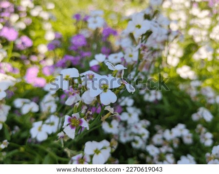 Picture of white flowers with green and pink background 