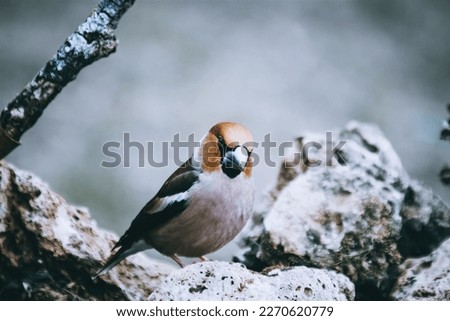 Wild bird hawfinch (Coccothraustes Coccothraustes) sitting on mossy tree stump. Wildlife scenery,
