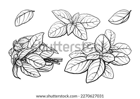 Hand drawn sketch style basil leaves set. Collection of culinary and cooking spicy ingredients. Basil vector drawing set. Isolated plant with leaves. Detailed organic product sketch.