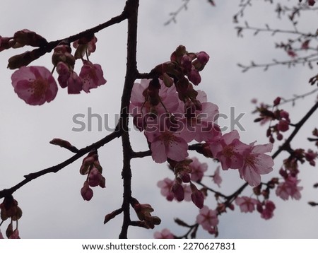 cherry blossom in spring against cloudy sky