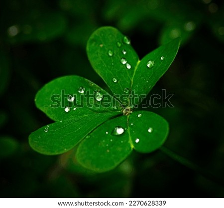 Beautiful water droplets on a green clover with a black background.