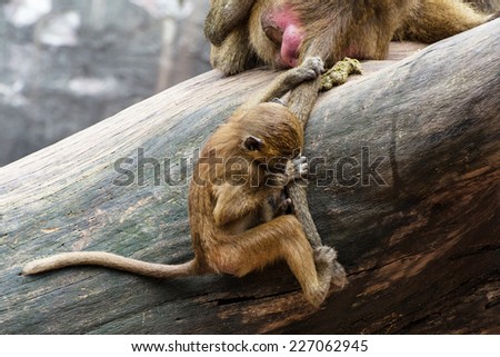 The cub of Guinea baboon (Papio papio) is hanging and holding on tail of his mother.
