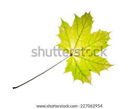 Green maple leaf isolated on a white background.