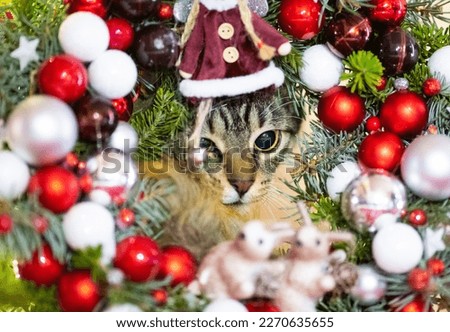 Cat with Christmas ornaments frame, festive seasonal decorative photo of a pet, Xmas