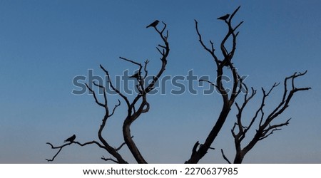 Crows perched on dried tree branches. Birds and branch Silhouette