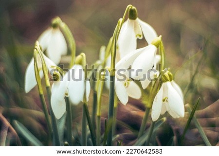 Snowdrops are the first sign of spring. Spring is coming.