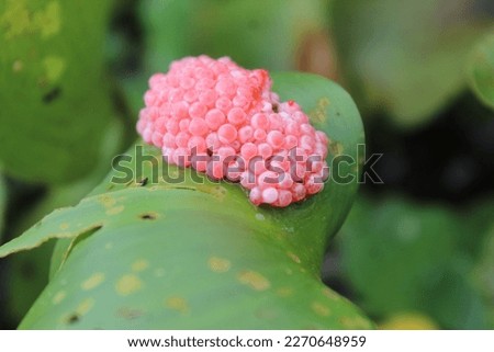 Pomacea canaliculata golden snail eggs, golden snail eggs on leaf with a green blurred background