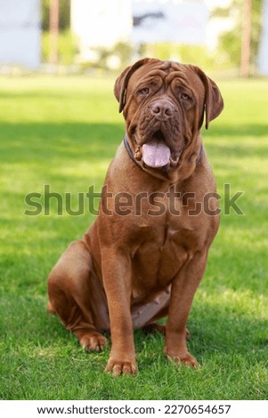 Dogue de Bordeaux on green grass in summer day Royalty-Free Stock Photo #2270654657