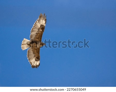 Himalayan upland buzzard on flight with open wings Royalty-Free Stock Photo #2270655049