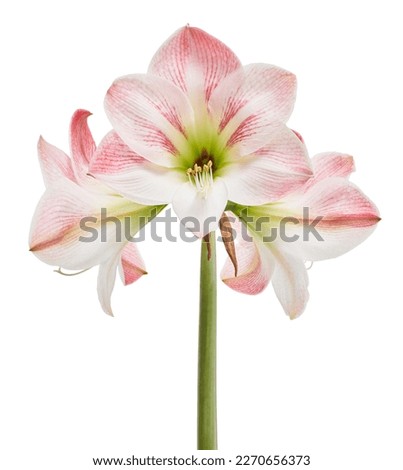 Hippeastrum or Amaryllis flowers ,Pink amaryllis flowers isolated on white background, with clipping path                                Royalty-Free Stock Photo #2270656373