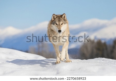 Tundra Wolf walking in the winter snow with the Rocky mountains in the background