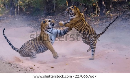 Two Bengal Tigers in fight with each other Royalty-Free Stock Photo #2270667667