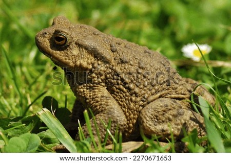 Common European Toad in the meadow