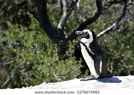 Jackass Penguin, Boulders Beach, Cape Town, South Africa