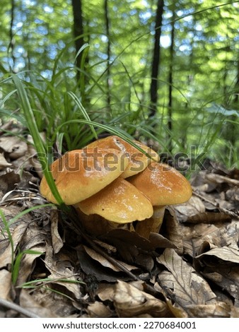 four mushrooms pressed together with wet brown hats grow in the forest, surrounded by tall trees and fallen leaves