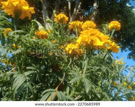 merigold flower or tagetes merigolds or ganda. orange flower in garden. Merigold gold flower on green leaves background.