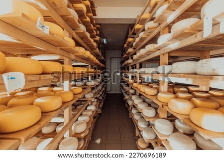 A large storehouse of manufactured cheese standing on the shelves ready to be transported to markets