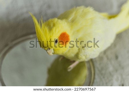 Yellow cockatiel parrot.Cute cockatiel.Home pet parrot.The best cockatiel.Beautiful photo of a bird. Ornithology.Funny parrot.Cockatiel parrot.
Home pet yellow bird.Beautiful feathers.Love for animals