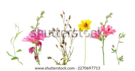 Wildflowers on a white background. Mallow flower                       Royalty-Free Stock Photo #2270697713