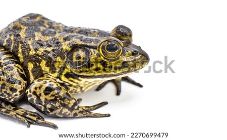 American bullfrog - Lithobates or Rana catesbeianus - large male closeup of eye and tympanum. Isolated on white background with copy space