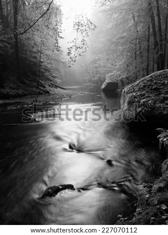 Forest on bank of autumn mountain river covered by beech leaves. Bended  branches above water. Black and white photo.