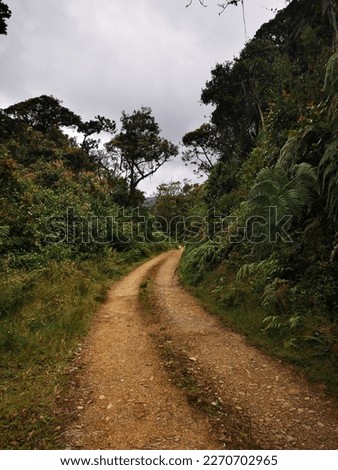 Dirt road in Colombian Páramo in Chingaza National Park