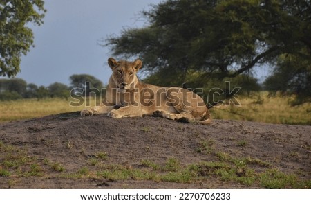 Tarangire Queenat Tarangire National Park, Tanzania Royalty-Free Stock Photo #2270706233