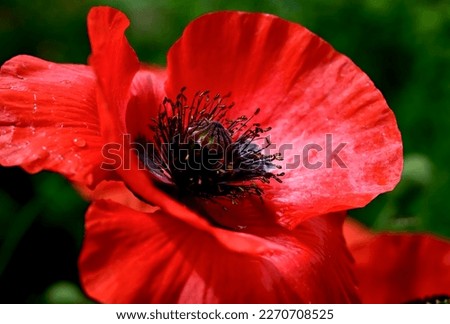 Poppy flower close-up. Spring concept. A gift to a woman.