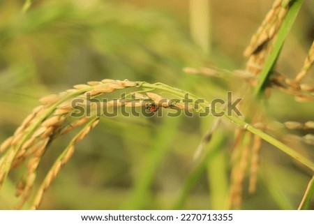 Golden rice paddy rice ear closeup growing in autumn paddy field