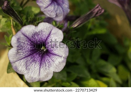 Flowerbed with multicoloured petunias  Image full of colourful petunia (Petunia hybrida) flowers