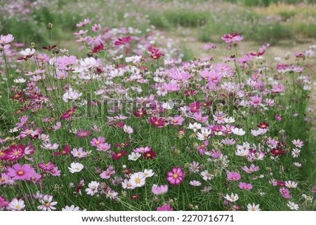 Pictures of pink chrysanthemums in full bloom