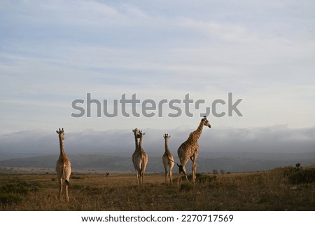 Giraffe in the wild on nature reserve in Eastern Cape, South Africa