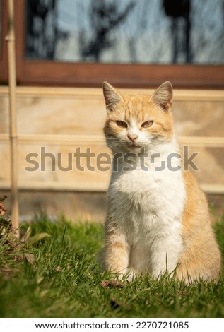 Cat enjoying freedom in a small Bulgarian rural village