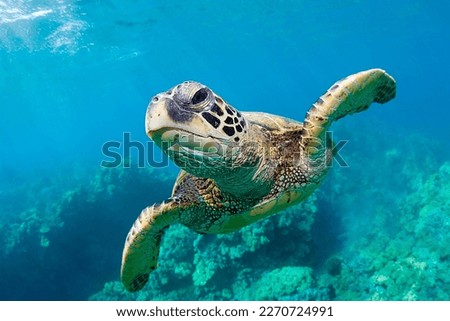lonely sea turtle swims in the water