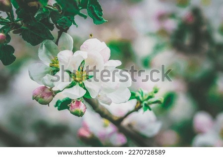 white tiny flowers in fruit tree in springtime