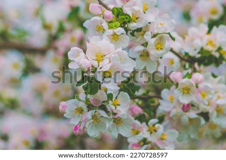 white tiny flowers in fruit tree in springtime