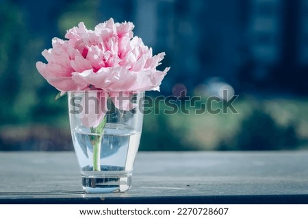 blossoming pink pastel peony flower in vase