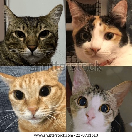 Cats Cute Faces Expression Pictures