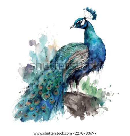 Peacock watercolor Vector. Beautiful bird design, colorful paints splash Royalty-Free Stock Photo #2270733697