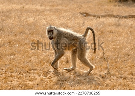 Baboon walking past in Kenya