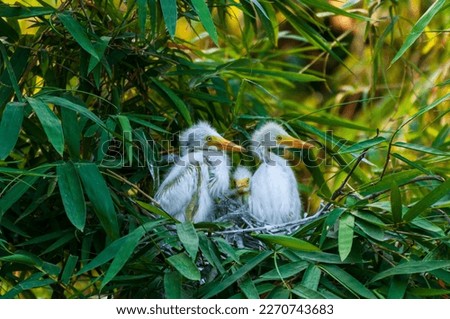 Three Great White Egret Chicks on the Nest in a green tropical forest. Cute baby birds are called Great Egrets, Great White Egrets, White Heron or Common Egret. Common egret has beautifull yellow beak Royalty-Free Stock Photo #2270743683