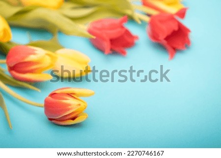 Tulips on light blue background. Spring decoration, background with flowers. 